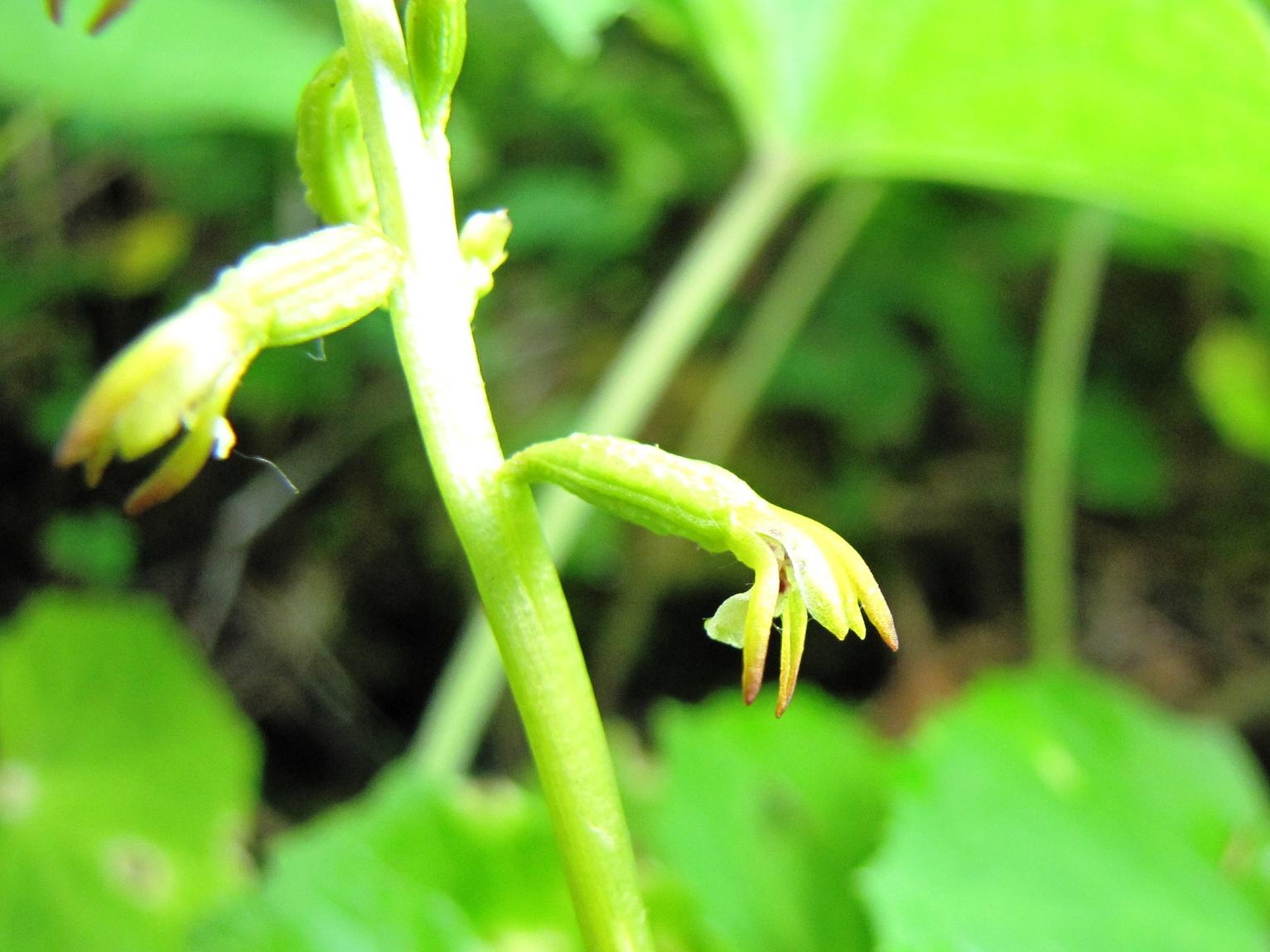 Corallorhiza trifida